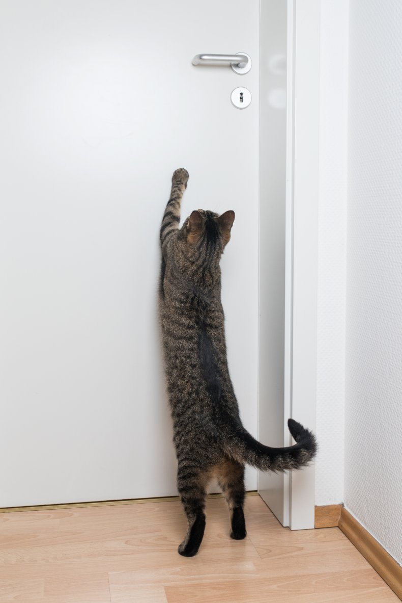 A cat tries to open a door.