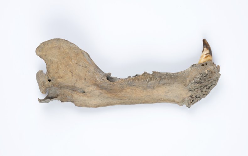 Polar bear jaw