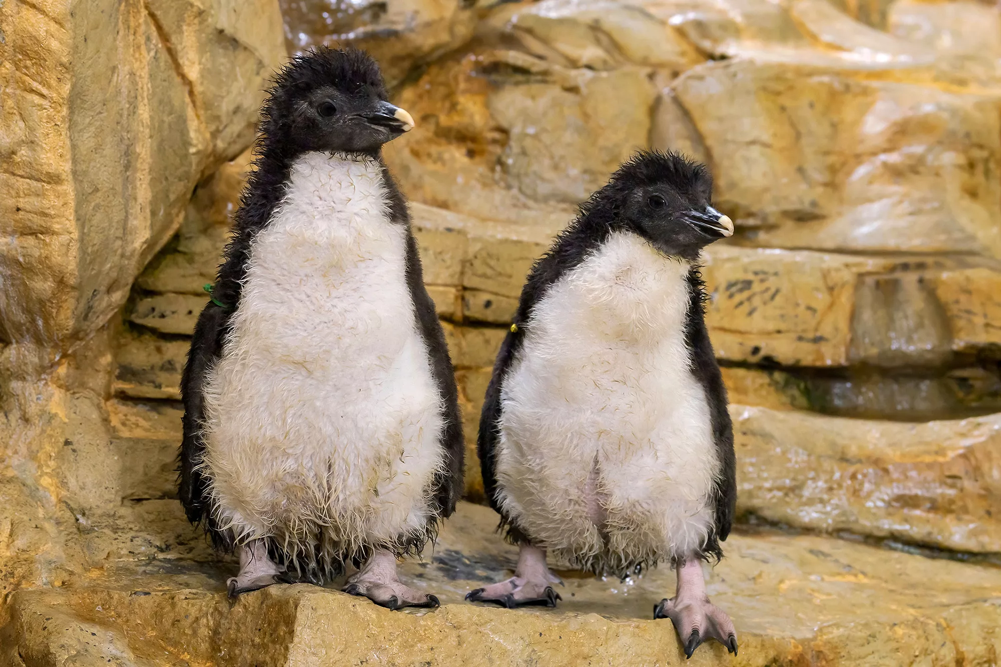 Watch: Adorable Rockhopper Penguin Chicks Steal the Show - Vimarsana News