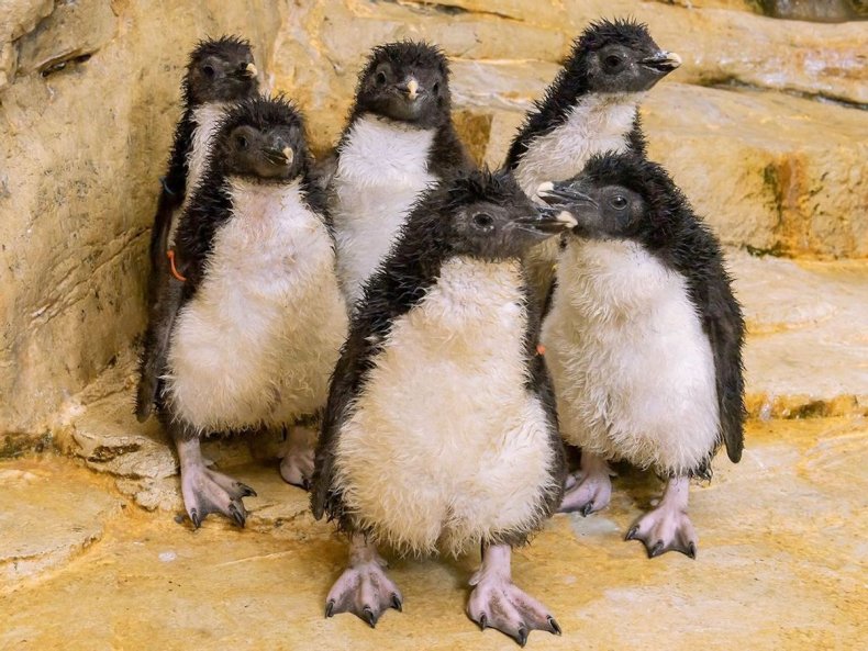 Rockhopper penguin chicks