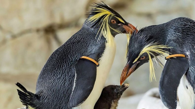 Southern Rockhopper penguins