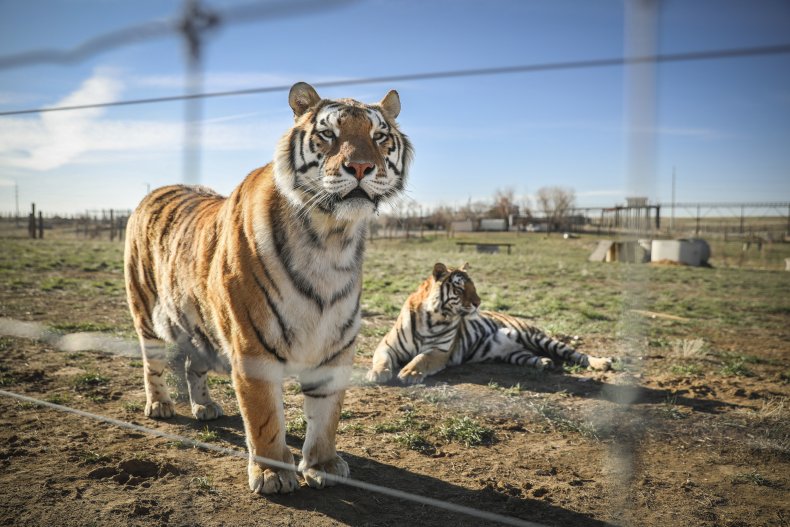 Doc Antle, Tiger King 