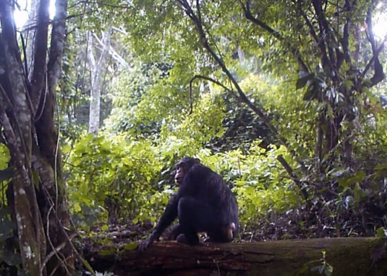 chimpanzee