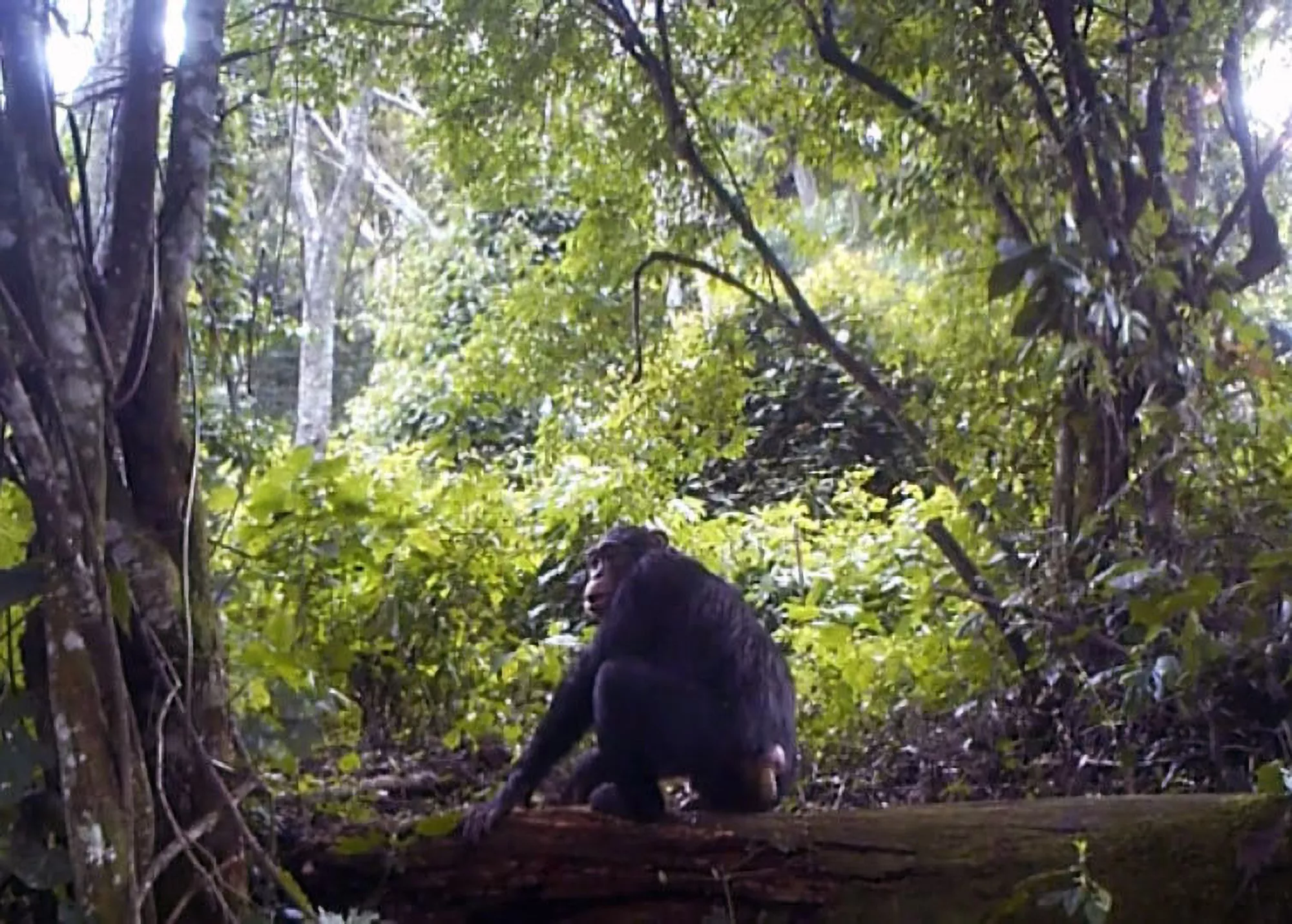Scientists Create World's Largest Chimp DNA Genome From Poop - Vimarsana News