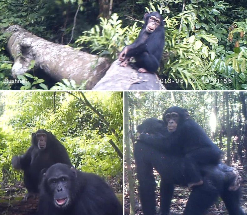 Photo composition of wild chimpanzees