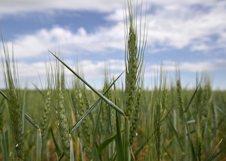 U.S. warns Africa stolen grain