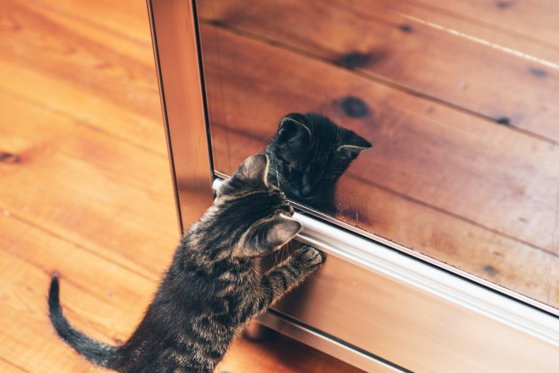 Kitten Tries to Fight Reflection in Mirror