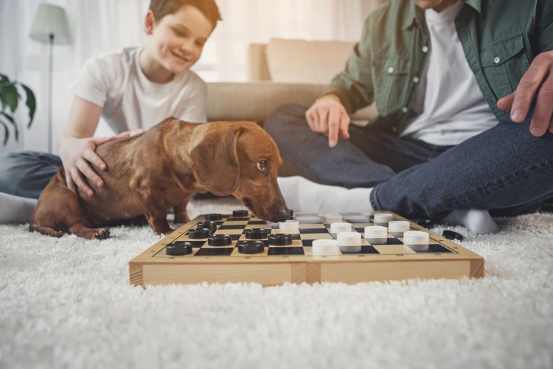 A dog sniffing a chessboard at home.