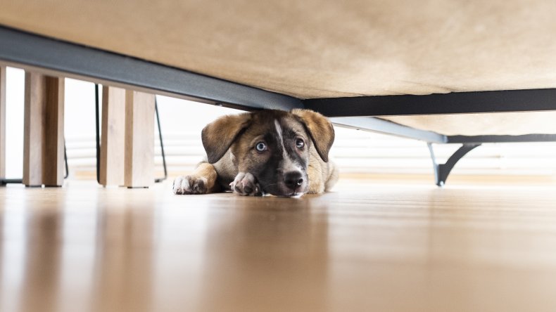A dog hiding under a sofa.