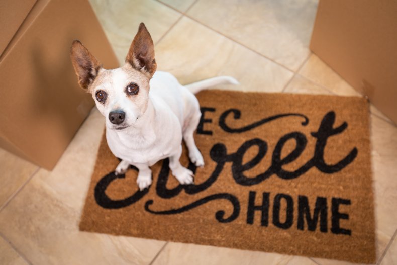 Dog sitting on "Home Sweet Home" mat.