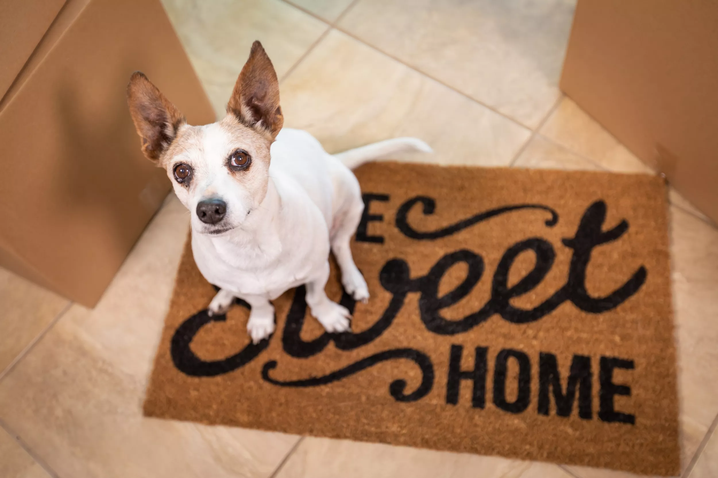 What Is the 3-3-3 Rule? Dog Adoption Adjustment Period Explained - Vimarsana News