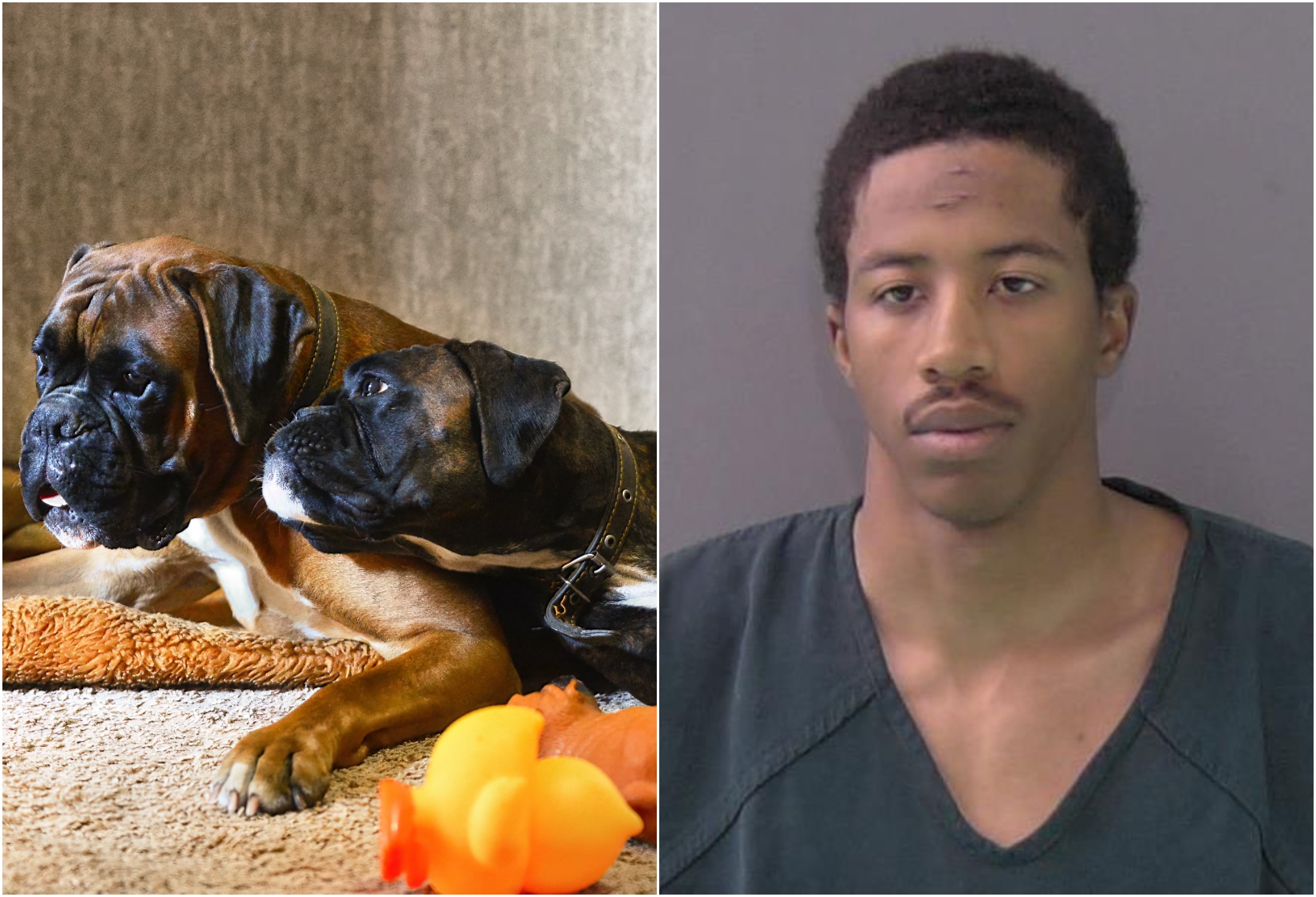 Dog Duo Dead as Man Allegedly Shoots Pets During Argument With Wife ...