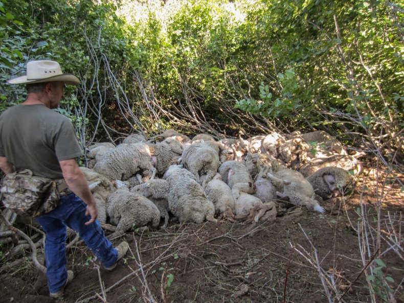 Dead sheep