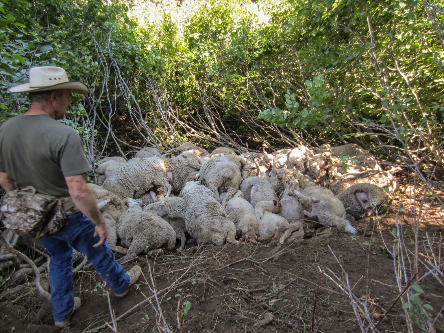 Over 100 Sheep Suffocate to Death After Being Chased Into Ravine by Wolves - Vimarsana News