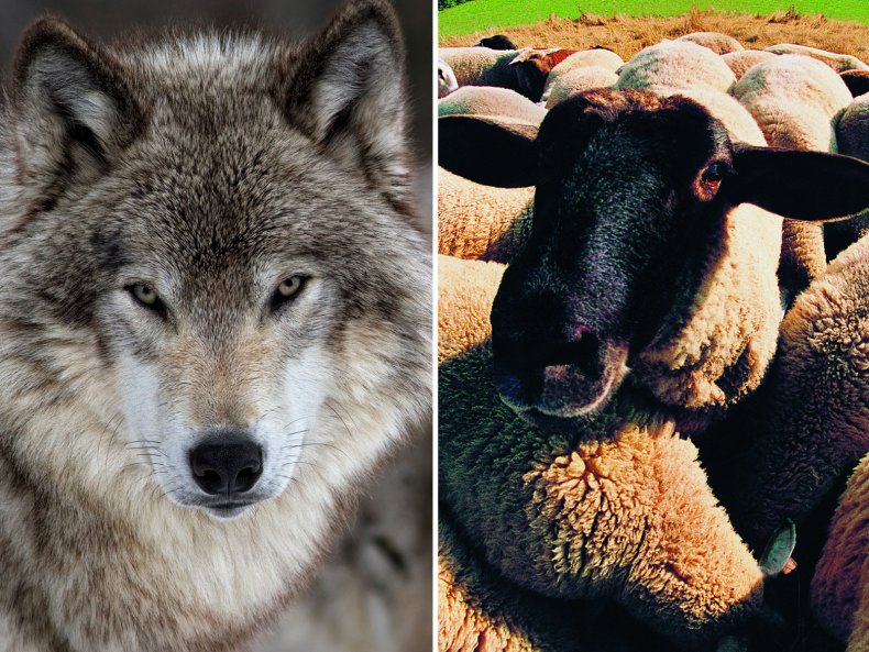 Wolf
