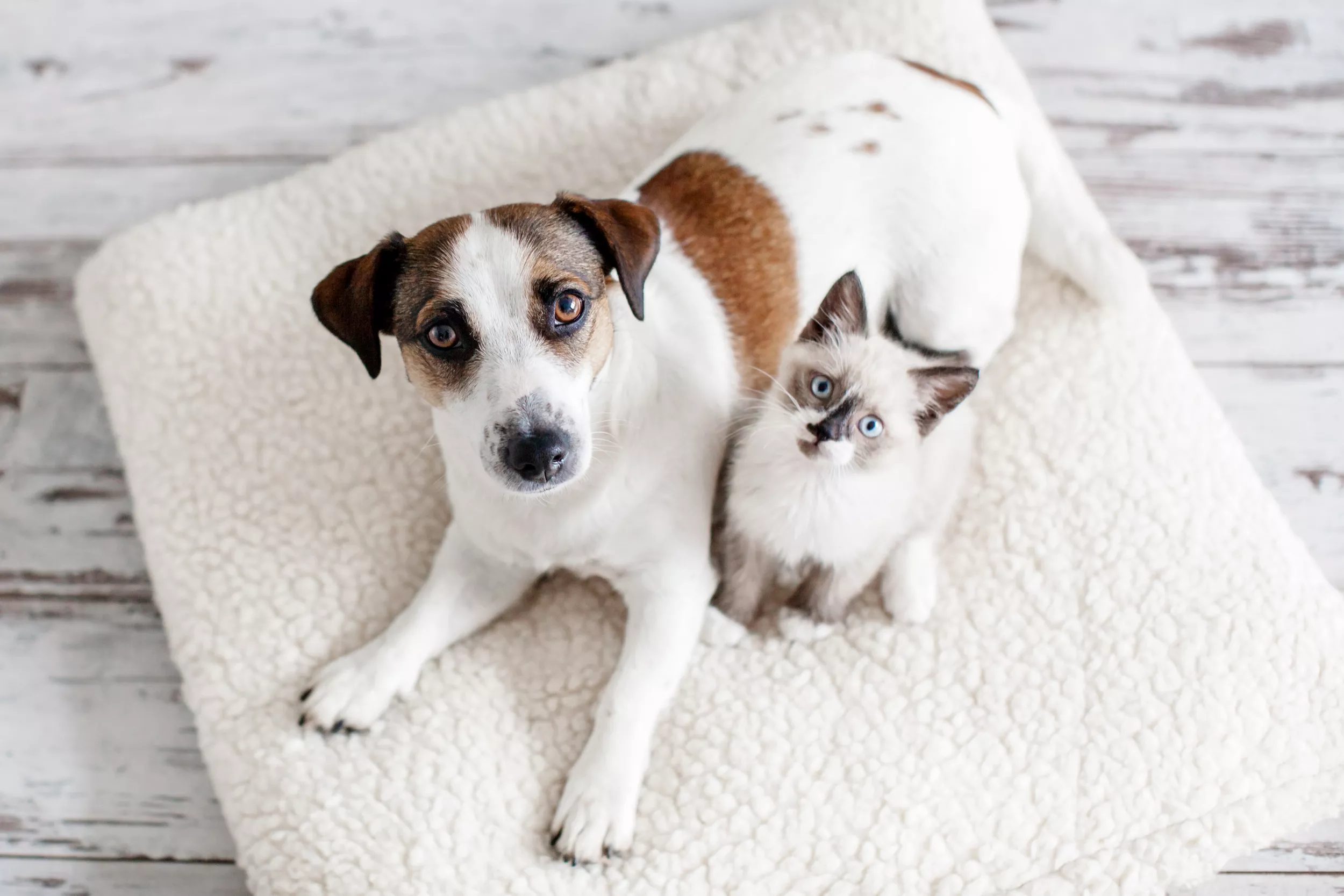 'So Much Cuteness': Dog Tucking Litter of Kittens Delights Internet - Vimarsana News