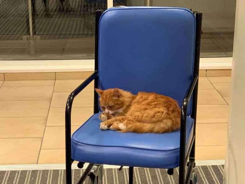 Henry the cat at England hospital