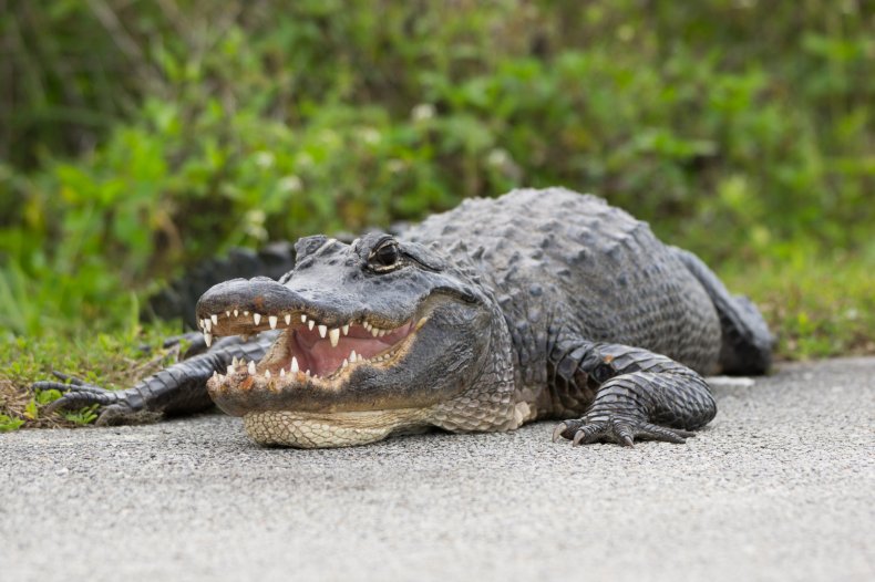 Alligator bit man outside Florida motel