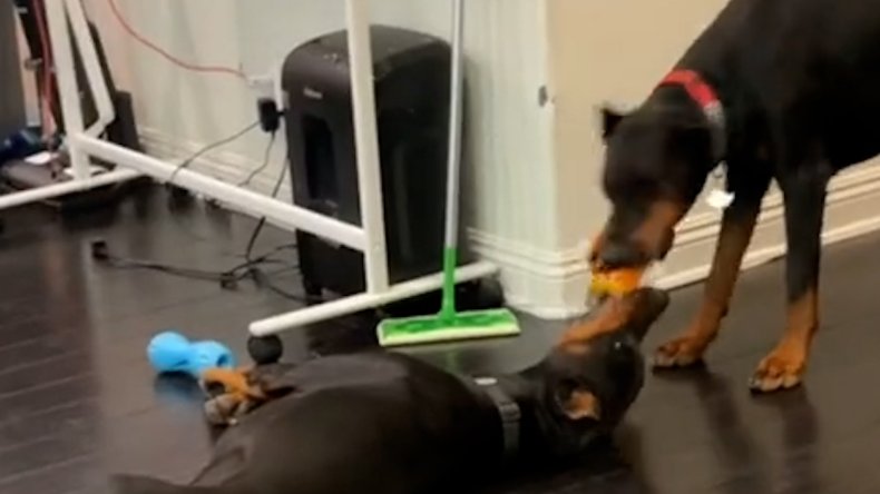 doberman for video