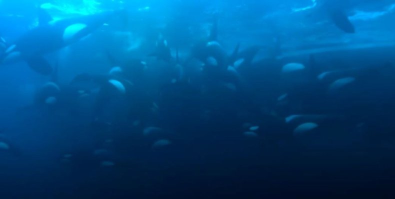 Orca underwater