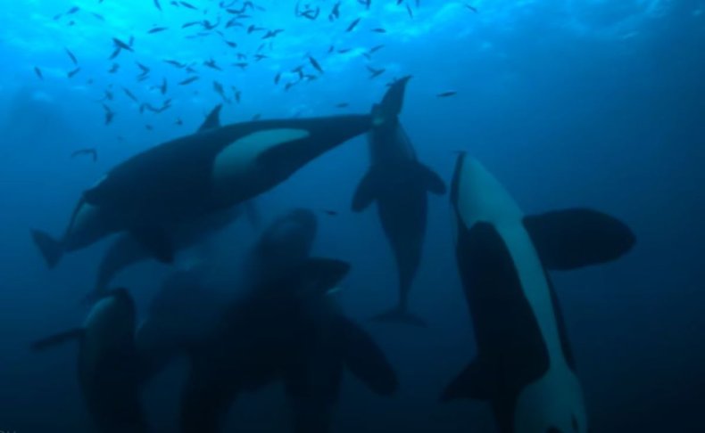 Orca underwater