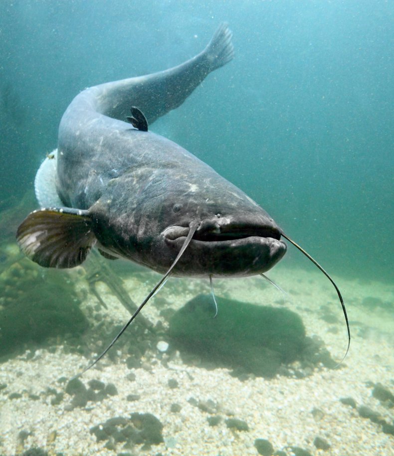 catfishes