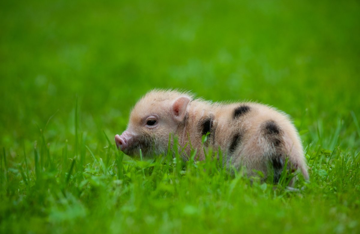 Piglet loves belly scratches 