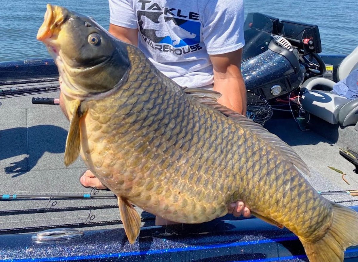 Never Seen One This Big Ever': Huge Carp Breaks 44-Year Maryland