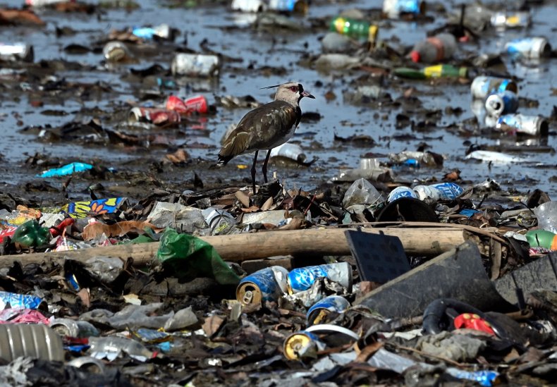 Bird standing amongst waste