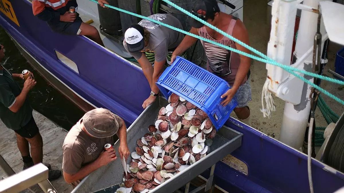 Scallops Swim Into Illuminated Fishing Pots, New Research Shows - Vimarsana News