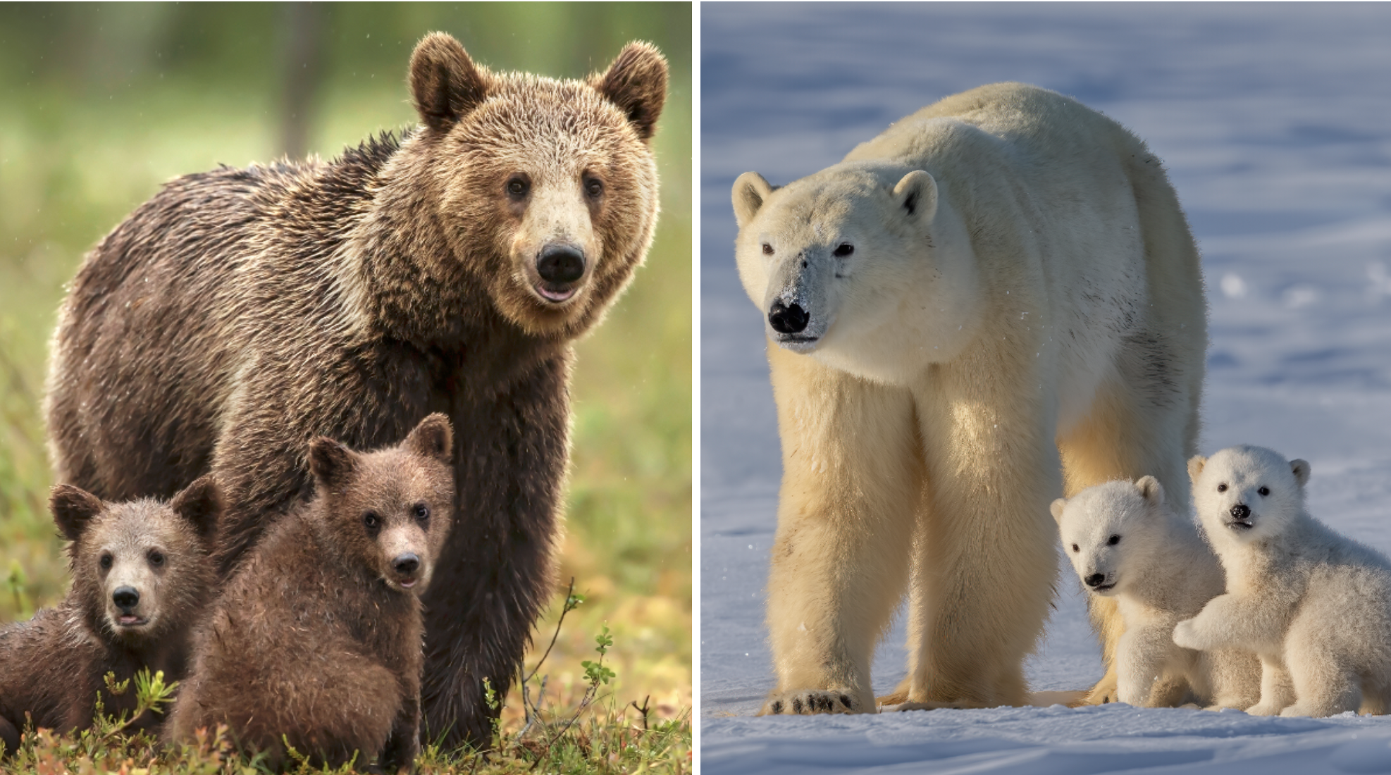 Grizzly Polar Grizzly Polar