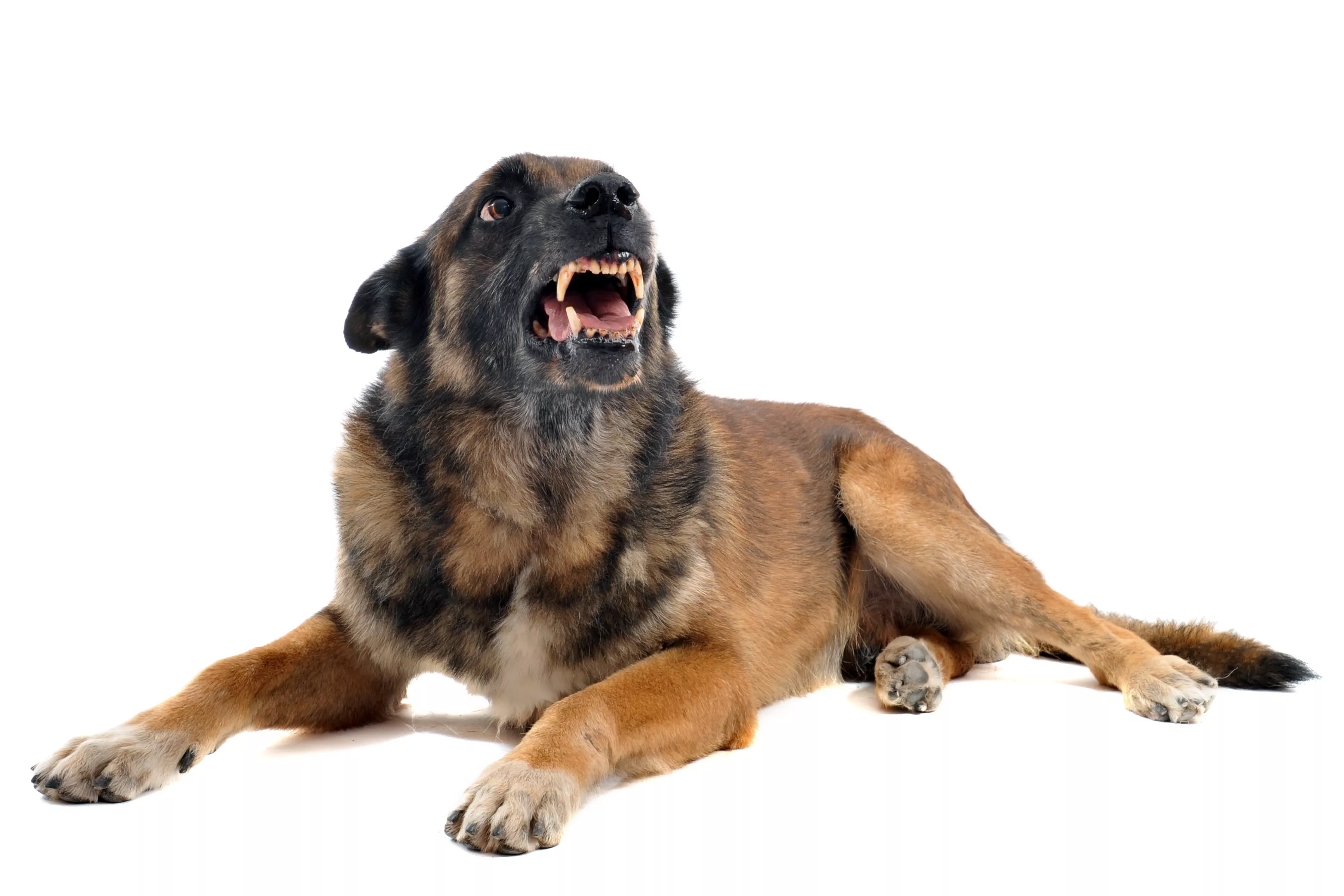 K-9 Expert Reveals the Warning Signs a Dog Is 'Resource Guarding' Your Baby - Vimarsana News