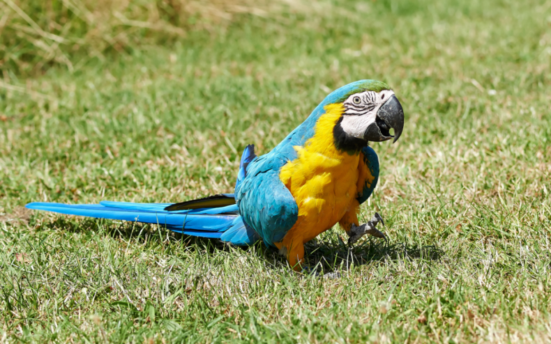 A parrot walking on grass.