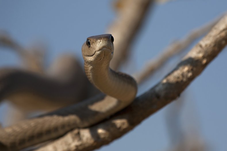 Black mamba