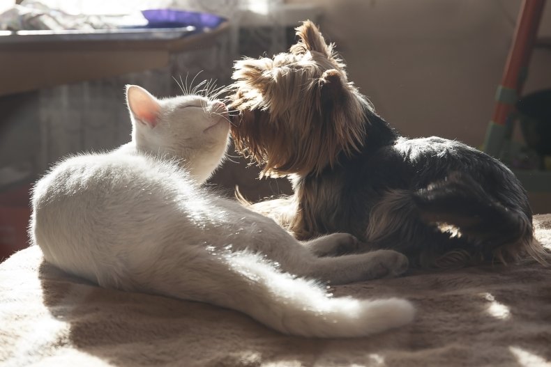 kat og hund leger