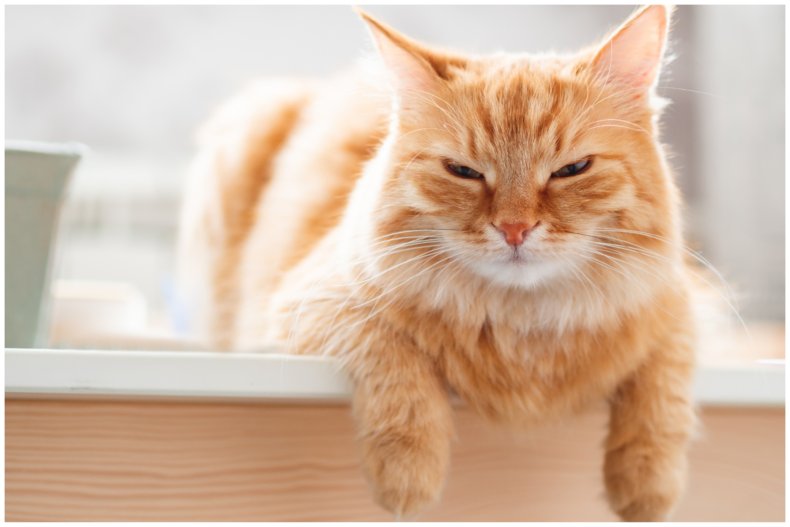 Stock image of an annoyed cat