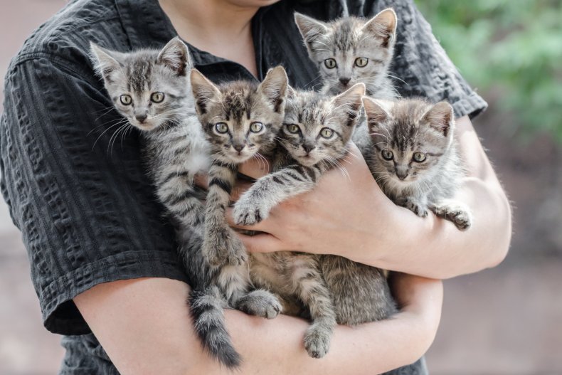 Person holding five kittens