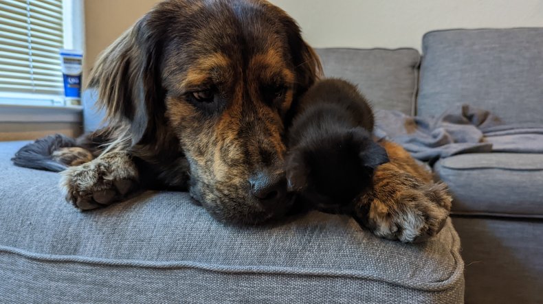 Photo de Smudge et Ozzy.
