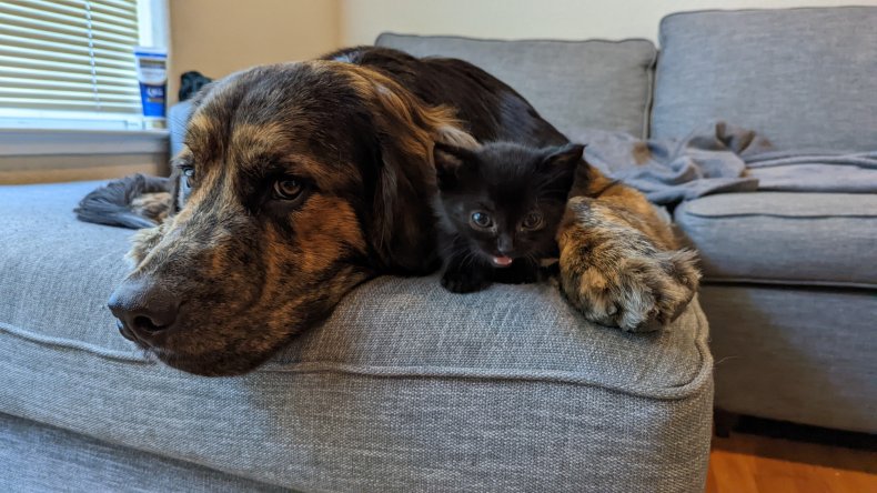 Photo de Smudge et Ozzy.