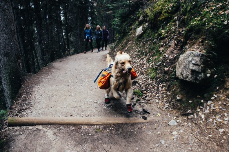 Dog on trail
