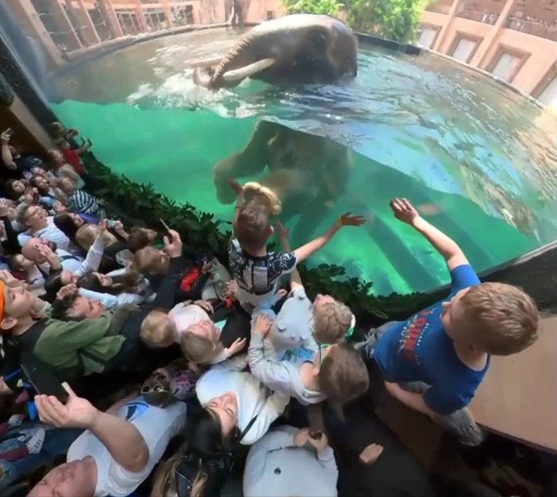 Elephants swimming at Lodz Zoo in Poland