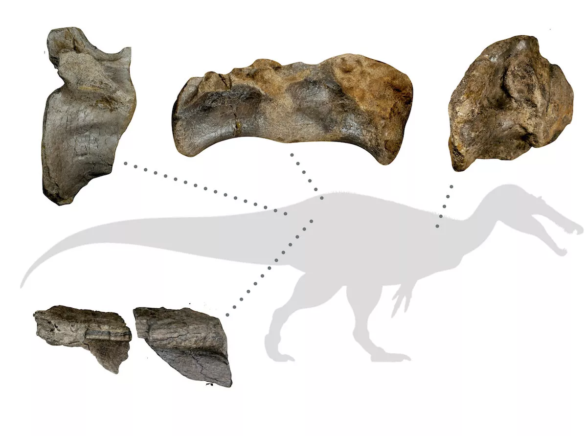 Newly Unearthed Dinosaur 'May Be Largest Land Predator That Ever Roamed Europe' - Vimarsana News