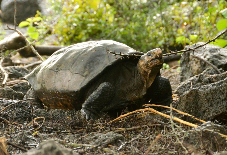 Fernanda tortoise on Galapagos Islands