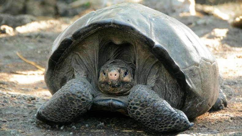 Fernandina tortoise