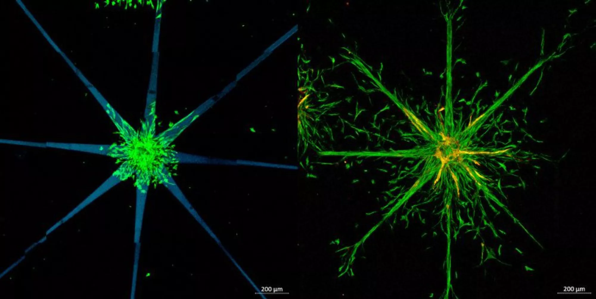 Artificial Human Tissue On Chip Could Replace Animal Testing - Vimarsana News