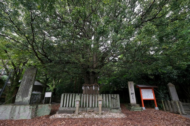 The sacred Nagi tree in Japan