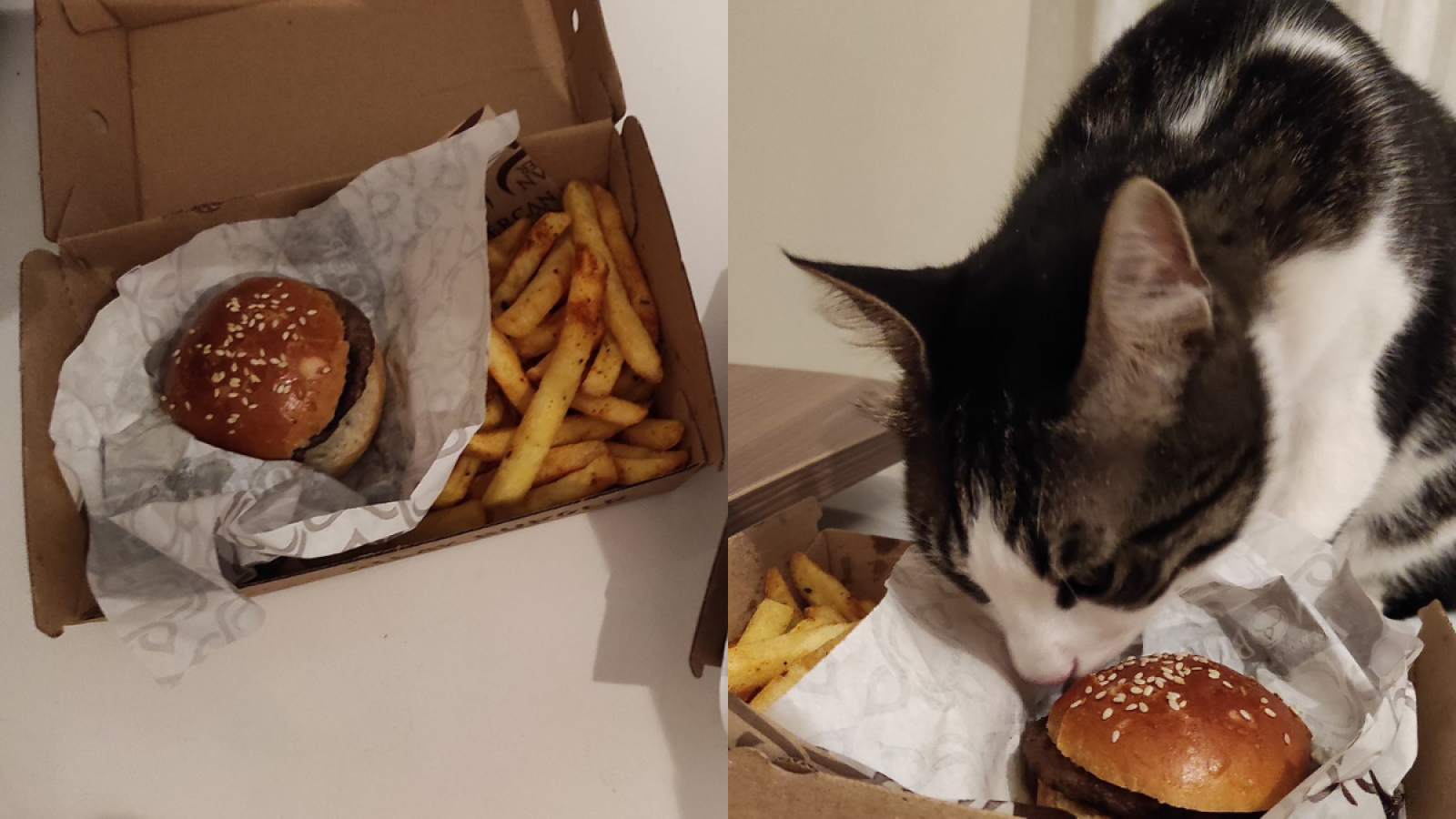 Burger the top angry cat