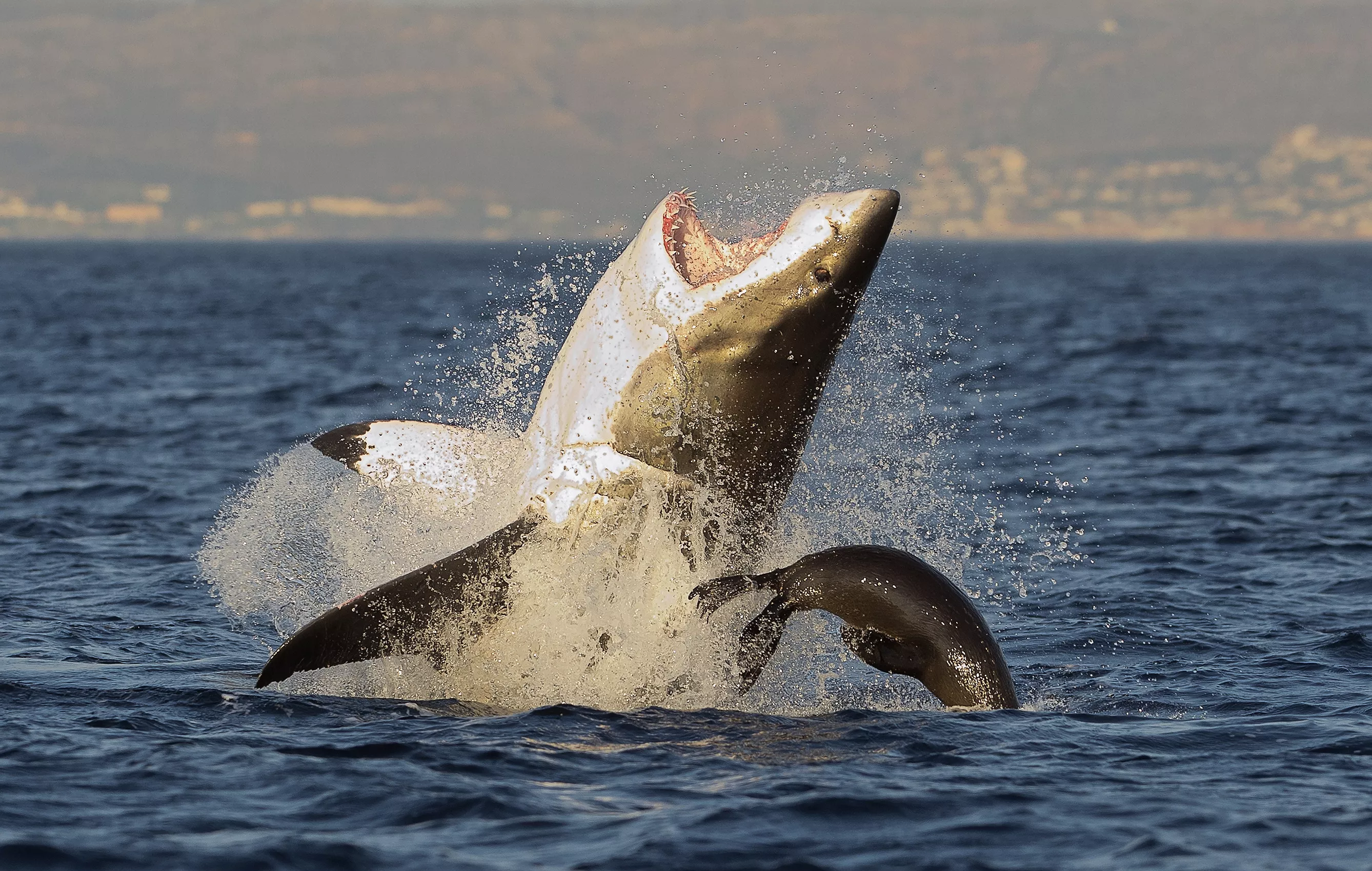 This Huge Great White Shark Just Did a Self Portrait With Its Tracking Tag - Vimarsana News