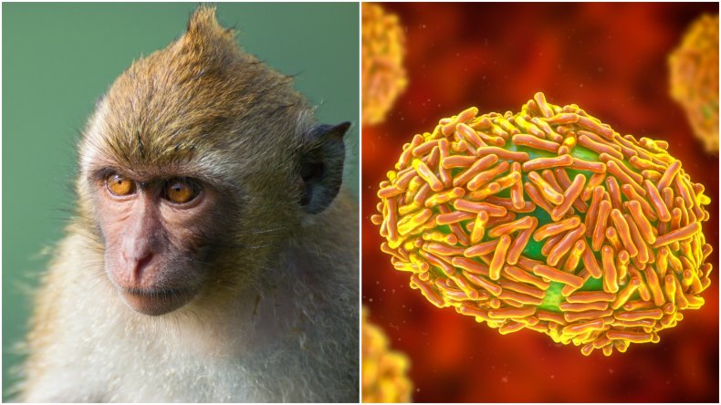 A crab-eating macaque monkey and monkeypox virus