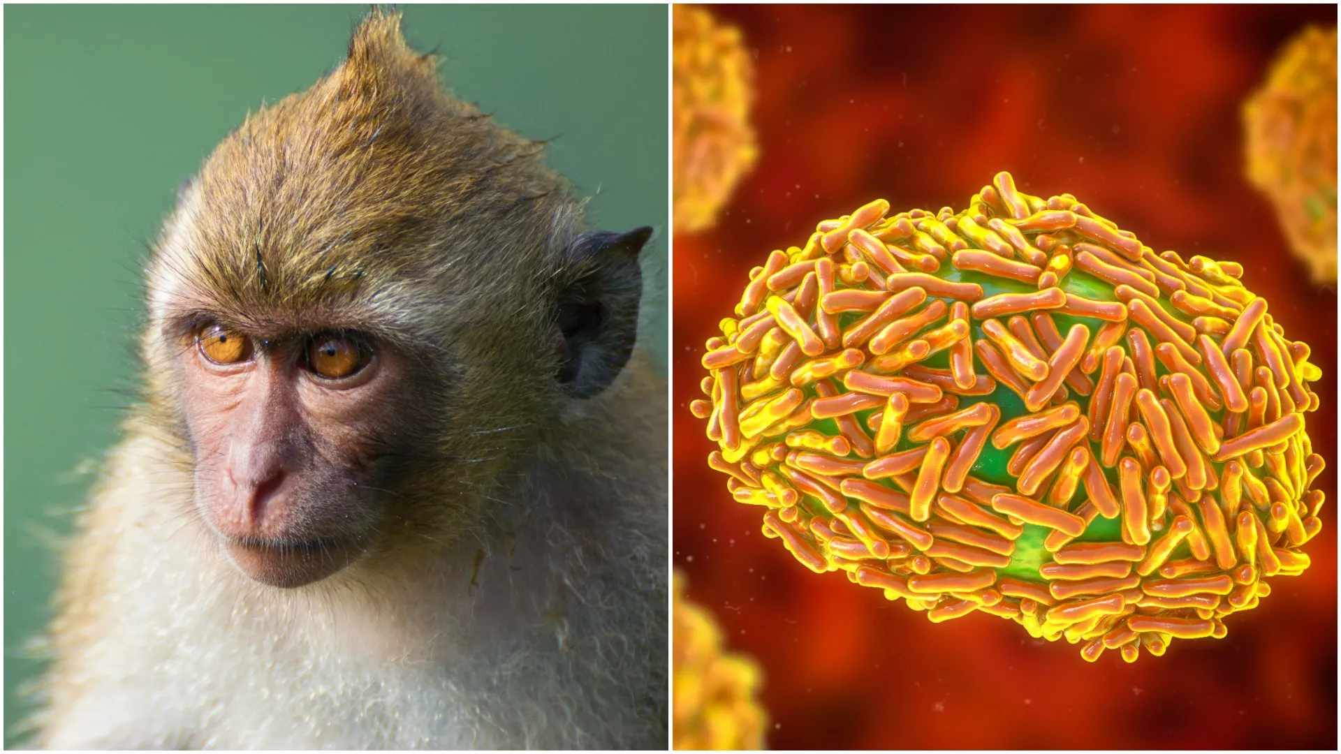 Where Does Monkeypox Get Its Name From? - Vimarsana News